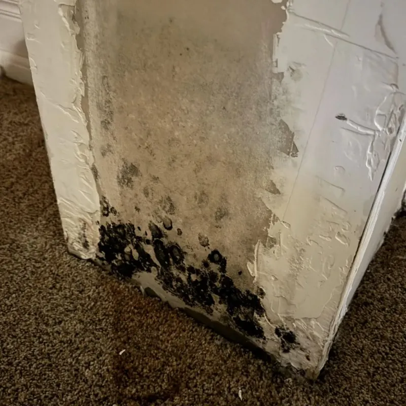 Professional Mold Removal in Lamont, CA
